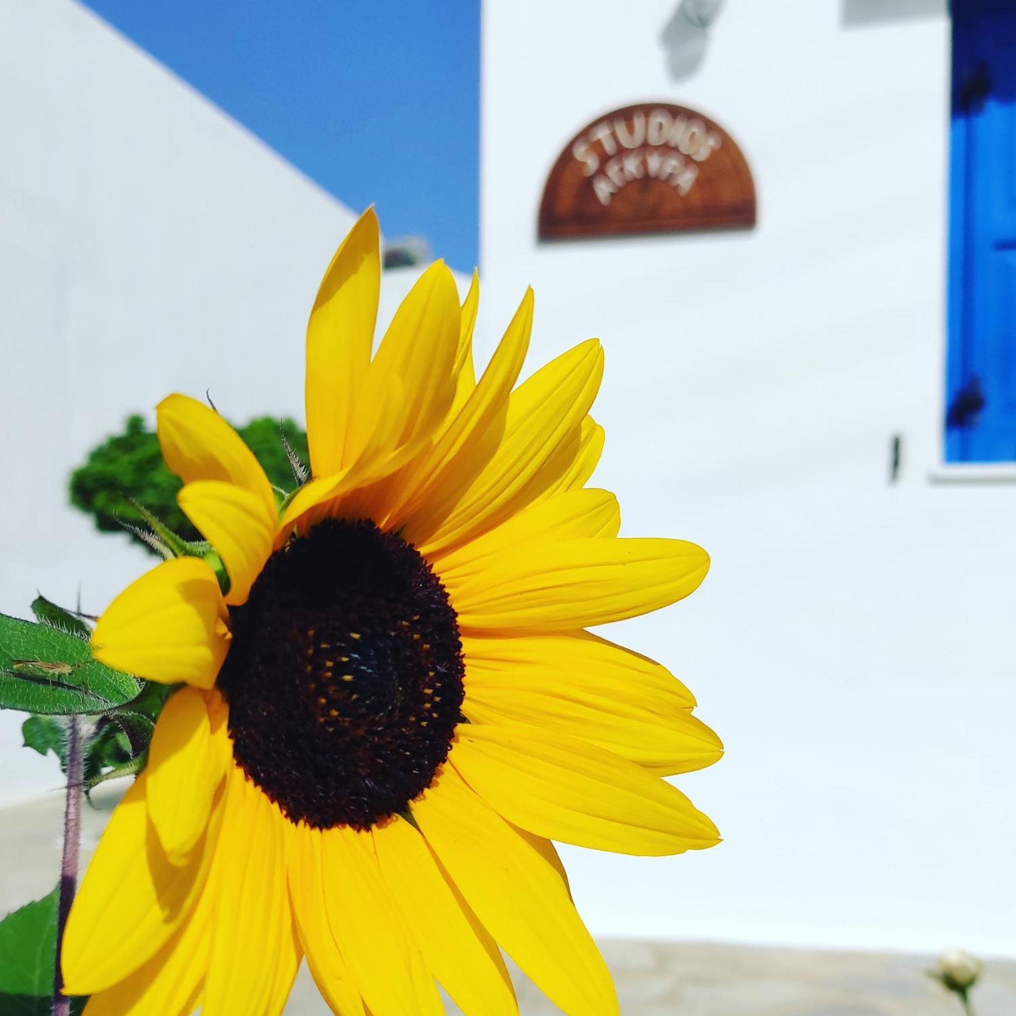 Studios Αγκυρα Livadi  외부 사진
